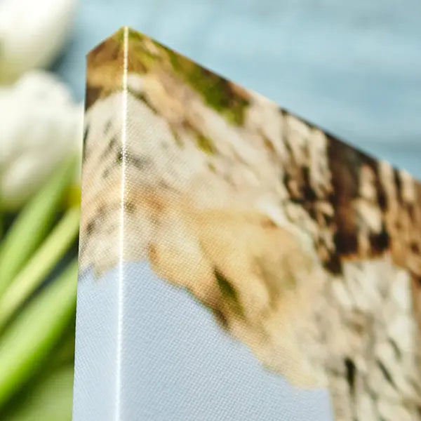 Canvas 5